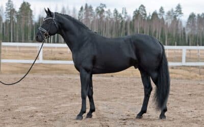 Legend Blackjack