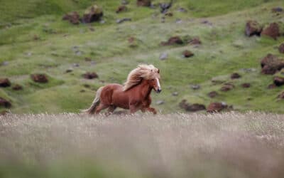 Stallion Station Iceland